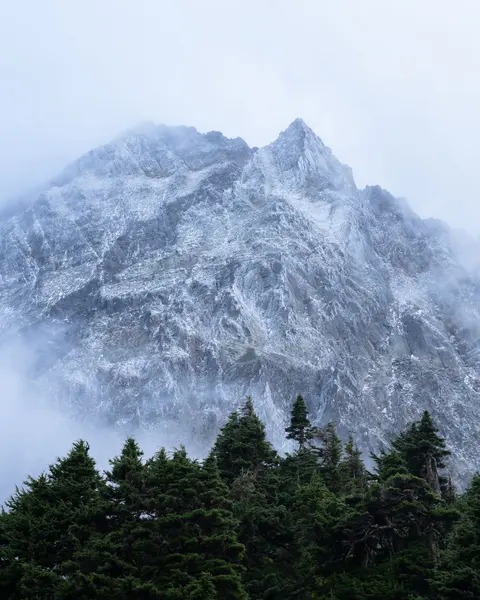 Snow on a misty Cascade peak above a line of fir trees.